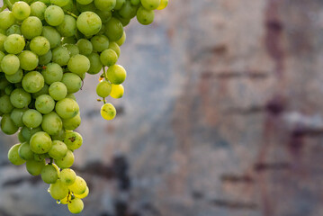 Beautiful grapes leaves in a vineyard, garden. white background, summer. sunny day. green grapes unripe, metal, copy space Fresh Fruit Brunch