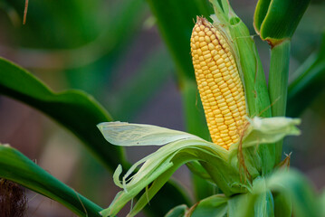 A selective focus picture of corn cob in organic corn field. The corn or Maize is bright green in the corn field. Waiting for harvest.stalk