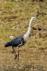 Pacific White-necked Heron in Queensland Australia