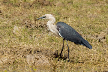Pacific White-necked Heron in Queensland Australia