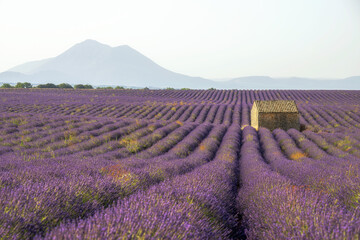 Naklejka na ściany i meble Beautiful lavender fields in Provence. Beautiful purple rows of flowers stretching for miles into the horizon with Alps mountains as background. Most spectacular natural sights in southeastern France.