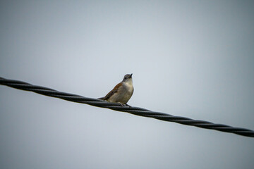 birds in the australian bush