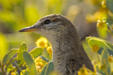 White-winged Triller in Queensland Australia