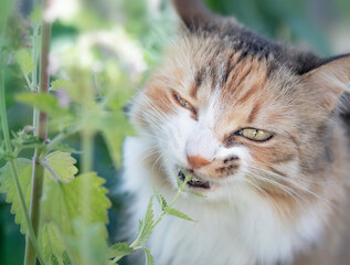 Cat eating catnip, outside. Headshot of calico kitty standing behind catmint plant while taking a bite from the flower head. Known as catswort. Selective focus on cat mouth with defocused foliage.
