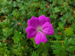 Fototapeta premium flower in the garden