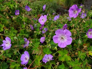 Purple flowers in the park 