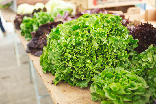A view of a table featuring a variety of lettuces, on display at a local farmers market.