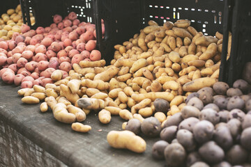 A view of a table display of a variety of potatoes, seen at a local farmers market.
