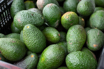 A view of a crate full of almost ripe avocados, on display at a vendor tent at a local farmers market.