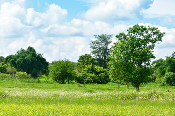 Beautiful landscape view with greenery