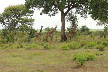 Giraffes in Tanzania