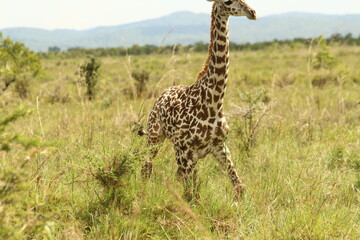 Giraffes in Tanzania