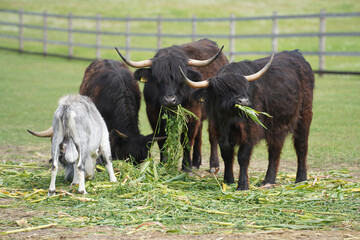 a herd of tours and goats, have breakfast with forbs in their spacious aviary