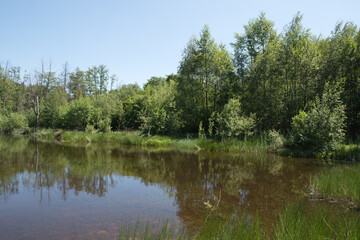 Fototapeta na wymiar Mixed forest on the shore of a lake landscape,birch,spruce trees in mixed forest