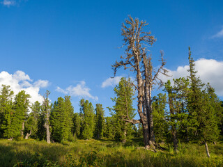 Fototapeta premium Cedars in coniferous wild forests. Wildlife. Taiga in the Ergaki Nature Park.