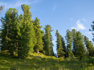 Fototapeta na wymiar Cedars in coniferous wild forests. Wildlife. Taiga in the Ergaki Nature Park.