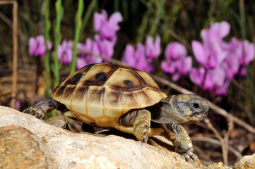Griechische Landschildkröte // Eastern Hermann's tortoise (Testudo hermanni boettgeri) - Peloponnes, Griechenland