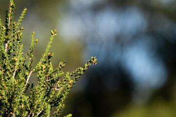plants and flowers in the australian bush