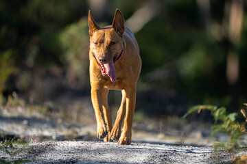 kelpie panting after a run in the bush in australia