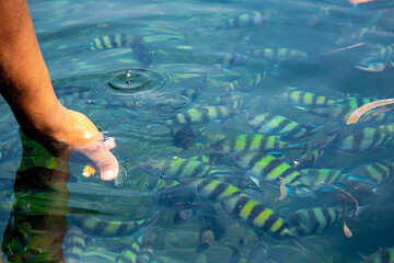 A group of saxatilis abudefduf fish in the blue sea that grows a lot of coral reefs