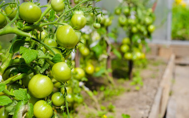 Green unripe tomatoes growing in the garden in a greenhouse on a sunny summer day. Vegetable ripening, close-up, selective focus, copy space