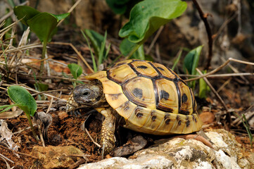 Griechische Landschildkröte // Eastern Hermann's tortoise (Testudo hermanni boettgeri) - Peloponnes, Griechenland