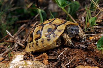 Eastern Hermann's tortoise // Griechische Landschildkröte (Testudo hermanni boettgeri) - Peloponnese, Greece