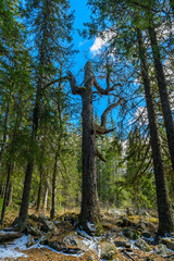 Obraz premium South Ural forest with a unique landscape, vegetation and diversity of nature in spring.