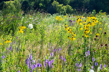 A view of meadow filled with butterfly attracting flowers.  Meadow located in Waukesha Counnty,...