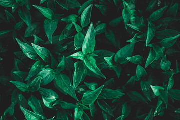 Green leaf with water drop.Green leaf texture,Green leaves pattern background.Natural background and wallpaper.