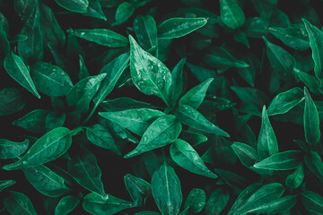 Green leaf with water drop.Green leaf texture,Green leaves pattern background.Natural background and wallpaper.