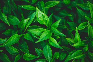 Green leaf with water drop.Green leaf texture,Green leaves pattern background.Natural background and wallpaper.