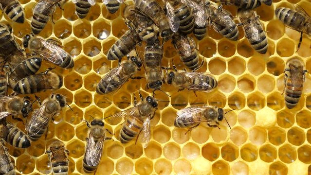 Honeycombs are developing larvae of bees – future generation of beneficial insects.
Bees take care of larvae, their new generation.