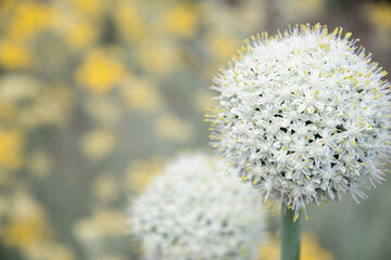 natural flower background, leek onion inflorescenc and blurred yellow flowers