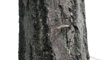 
Tokyo,Japan - August 6, 2022: A brown mantis walking on a bark in the morning
