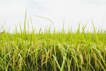 Ear of rice. Beautiful golden rice field and ear of rice. Ripe rice field and sky landscape on the farm. Close-up to rice seeds in ear of paddy.