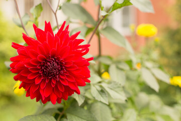 Red dahlia close up on a blurred green background. Macro.