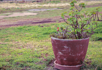 old geranium plant in pot in field