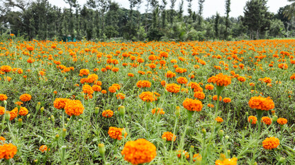 A Classic view of the Marigold flower in bright orange colors cultivated in an agricultural field near Coorg, India.