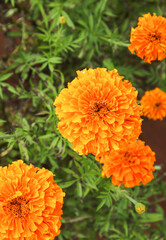 A Close up top view picture of a Beautiful 'Tagetes erecta' or Marigold flower focused at center against a blur background in India.