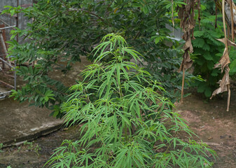 Fresh cannabis indica in garden .This Plant is Herbal Medicine