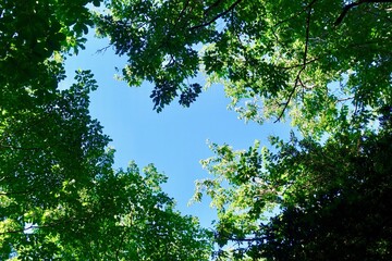 Fototapeta premium 夏の森の中から見上げる青空