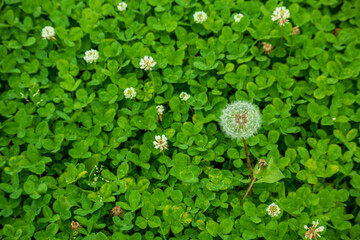 クローバーとタンポポの綿毛(種)