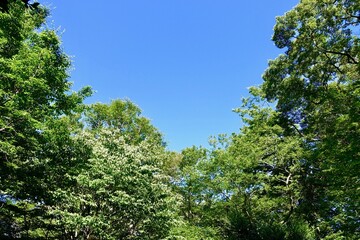 青空に映える緑の木々　空の背景