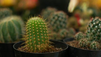 a close up of a green cactus on a pot in a garden of succulents