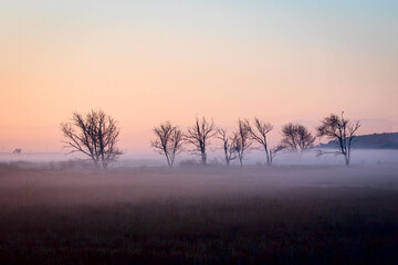 Naklejka na ściany i meble Foggy Winter Morning in the Field