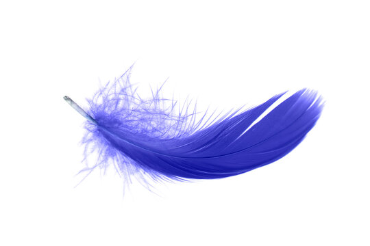 Blue Feather Isolated on White Background.  Swan Feather.