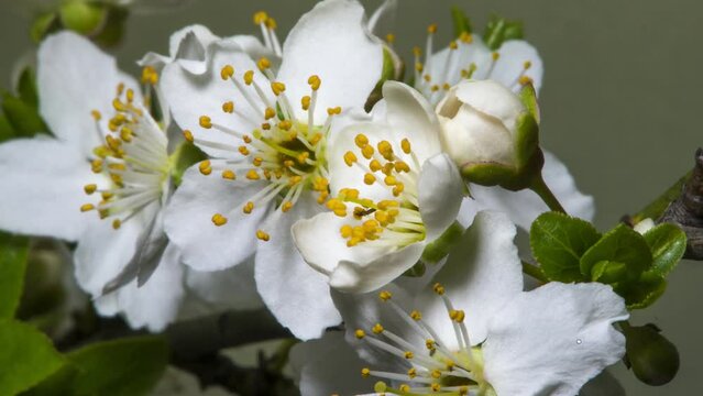 This is the blossoming flowers of the apple tree.