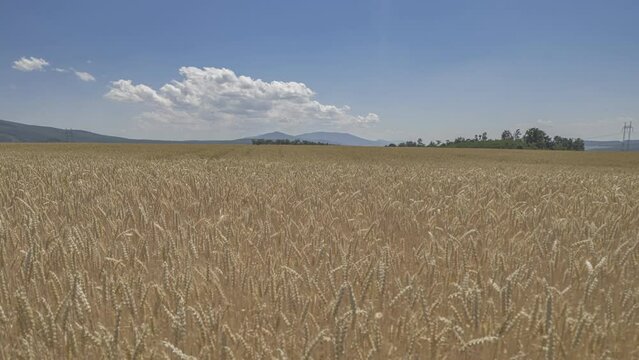 It's a field of wheat and a blue sky.