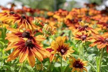 Black eyed Susan flower in summer garden Field, background.